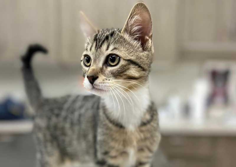 Carousel Slide 4: Cat veterinary exams